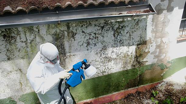 Top rated local Mold Remediation specialists in Roanoke, IL